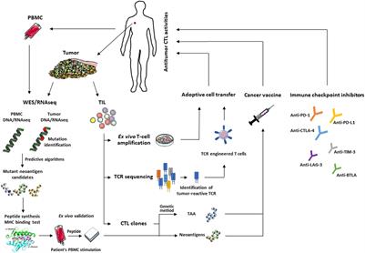 Recent Advances in Targeting CD8 T-Cell Immunity for More Effective Cancer Immunotherapy